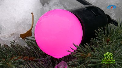 Секреты новогодней подсветки для деревьев