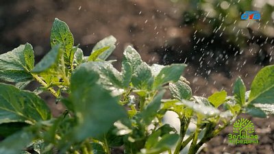 Эффективные микроорганизмы помогают саду бороться с болезнями и вредителями