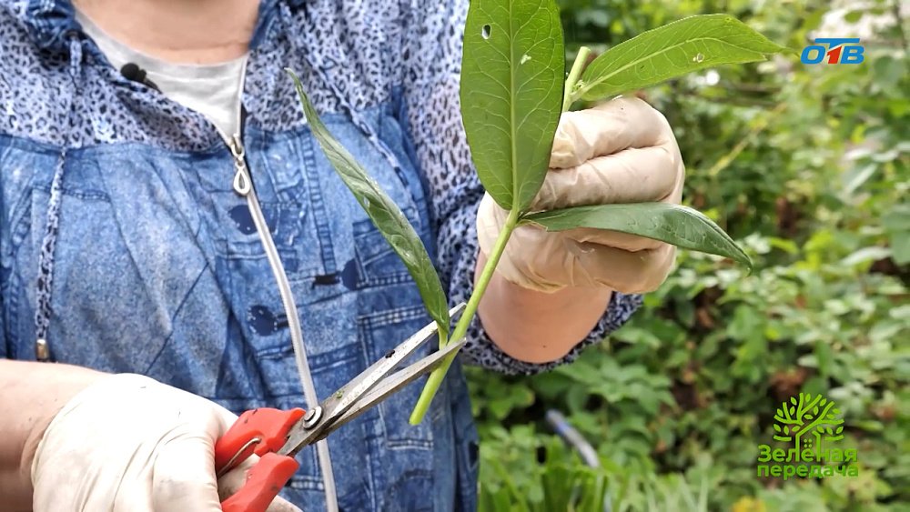 Секреты успешного черенкования флоксов