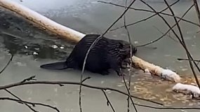 Бобра на льду сняли в национальном парке «Зюраткуль»