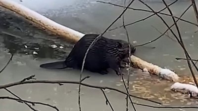 Бобра на льду сняли в национальном парке «Зюраткуль»