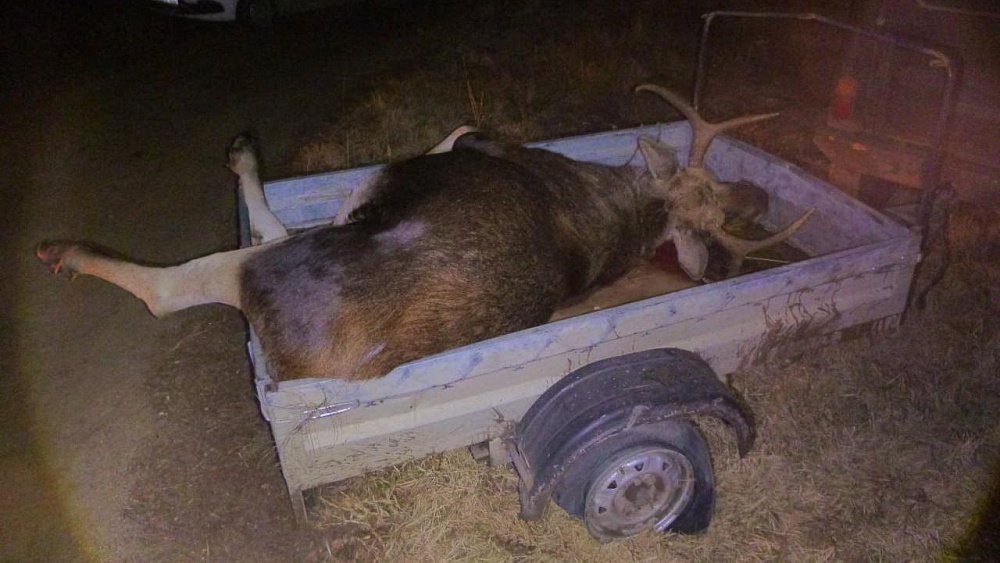 Охотник в Челябинской области убил лося, перепутав животное с кабаном