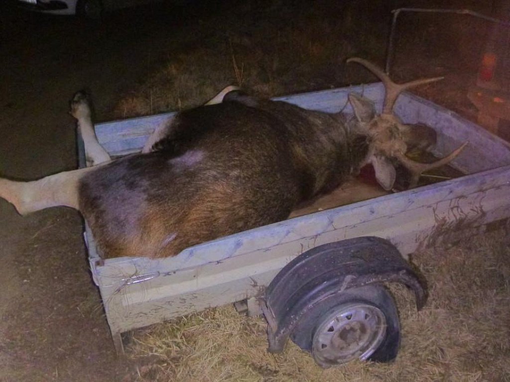 Охотник в Челябинской области убил лося, перепутав животное с кабаном