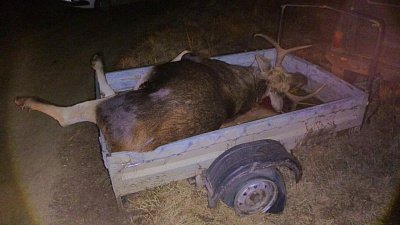 Охотник в Челябинской области убил лося, перепутав животное с кабаном