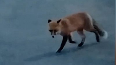 В Снежинске лисицы стали все чаще гулять по городским улицам