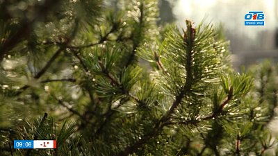 Способы защиты хвойных от «горения хвои» в рубрике «Руки садовода»