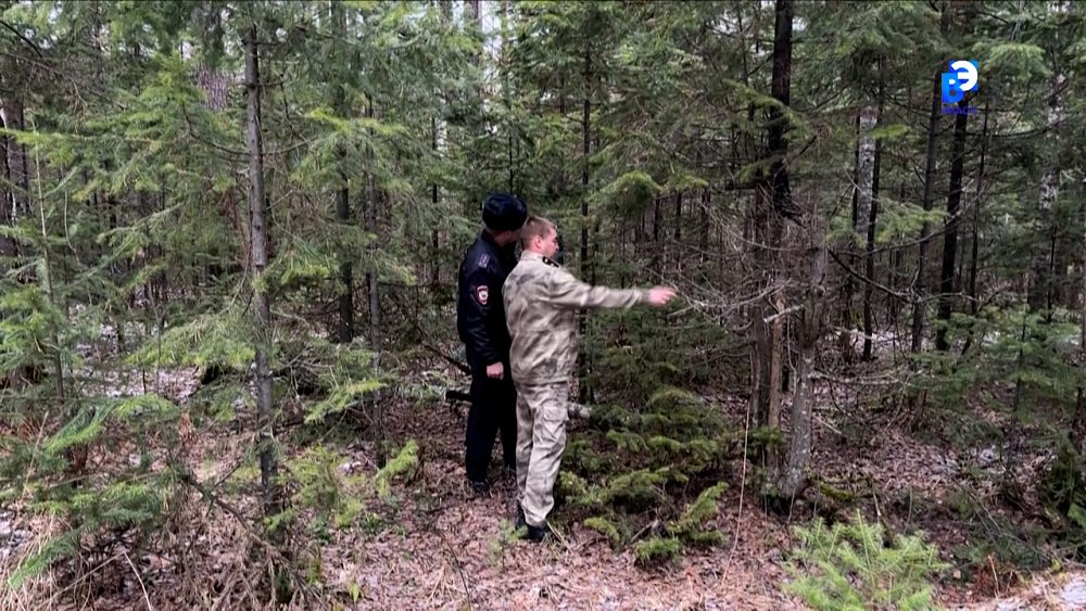 Миасские лесники следят за незаконной вырубкой елок