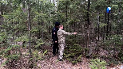 Миасские лесники следят за незаконной вырубкой елок