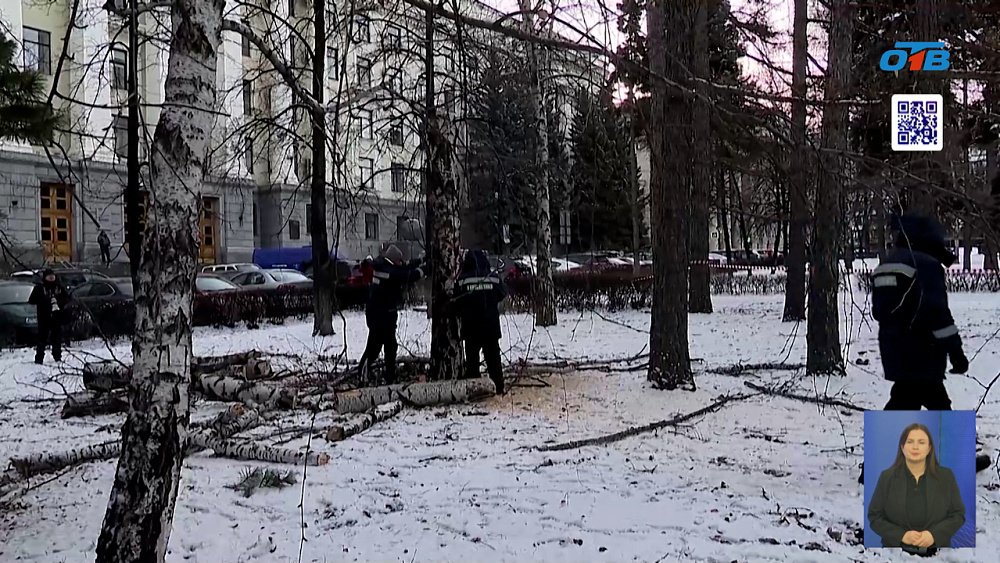 В центре Челябинска вместо старых деревьев появились новые насаждения