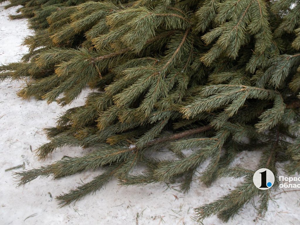 За незаконную рубку елок в Челябинской области могут оштрафовать на 500 тысяч рублей