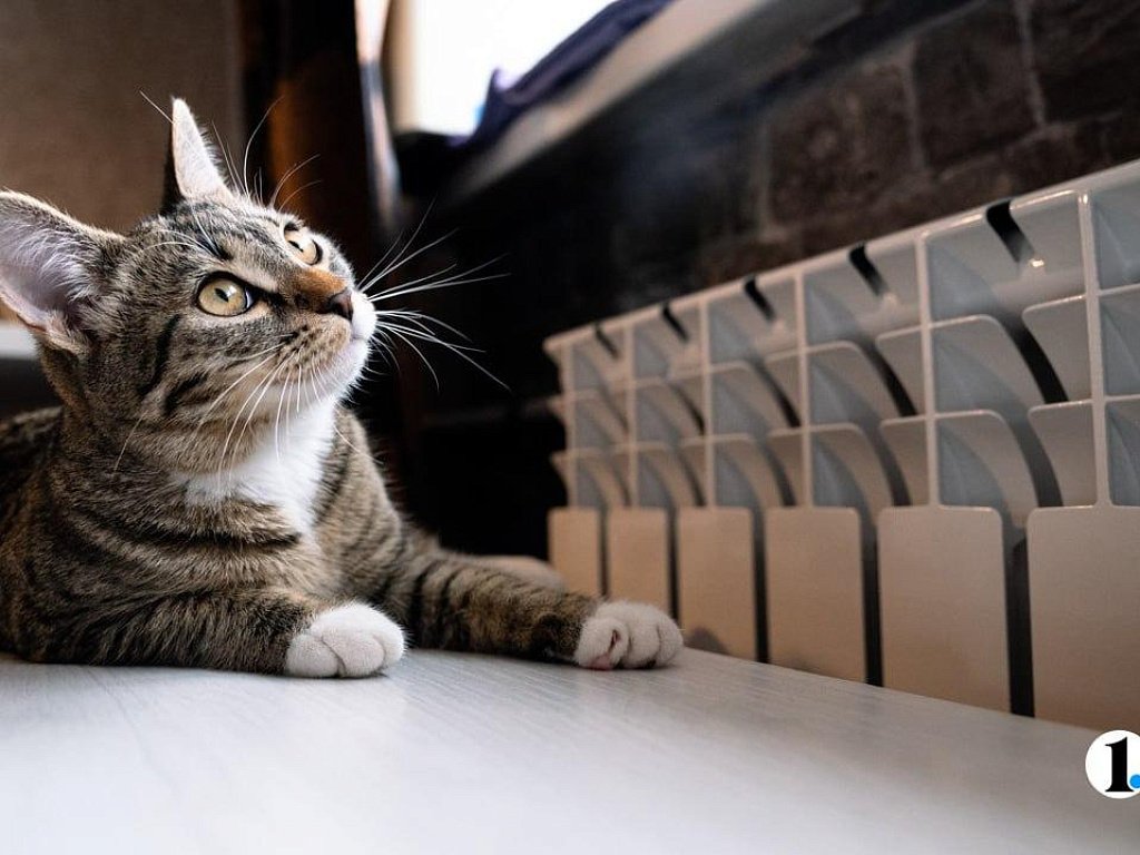 Число объявлений о пристройстве животных на Южном Урале выросло в 10 раз