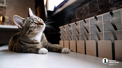 Число объявлений о пристройстве животных на Южном Урале выросло в 10 раз