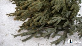 В преддверии новогодних праздников южноуральские лесники усилят контроль за молодняком