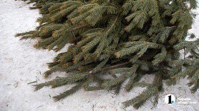 В преддверии новогодних праздников южноуральские лесники усилят контроль за молодняком