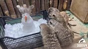 В челябинском зоопарке африканских сурикатов познакомили со снеговиком