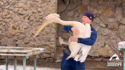 В Челябинском зоопарке все теплолюбивые питомцы переехали в зимние вольеры