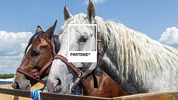 Где в Челябинской области можно встретить цвет года — 2026