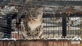 Из Челябинского зоопарка уехала самка снежного барса