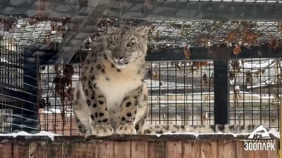 Из Челябинского зоопарка уехала самка снежного барса