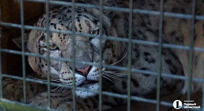 Снежный барс Серебряна переезжает из Челябинска в Новосибирск