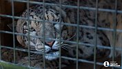 Снежный барс Серебряна переезжает из Челябинска в Новосибирск