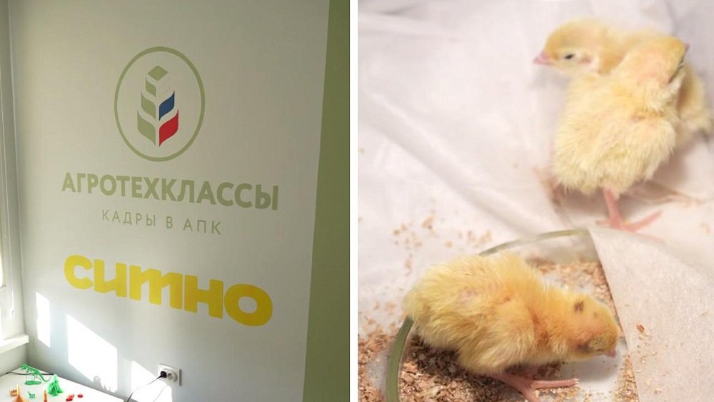 В Фершампенуазе открылся современный агрокласс для будущих птицеводов