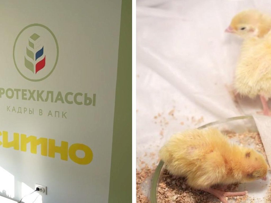 В Фершампенуазе открылся современный агрокласс для будущих птицеводов