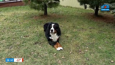 О собаках породы бернский зенненхунд в рубрике «Усы, лапы и хвост»