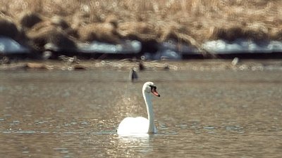 В Челябинской области жители деревни спасли не улетевшего на юг лебедя