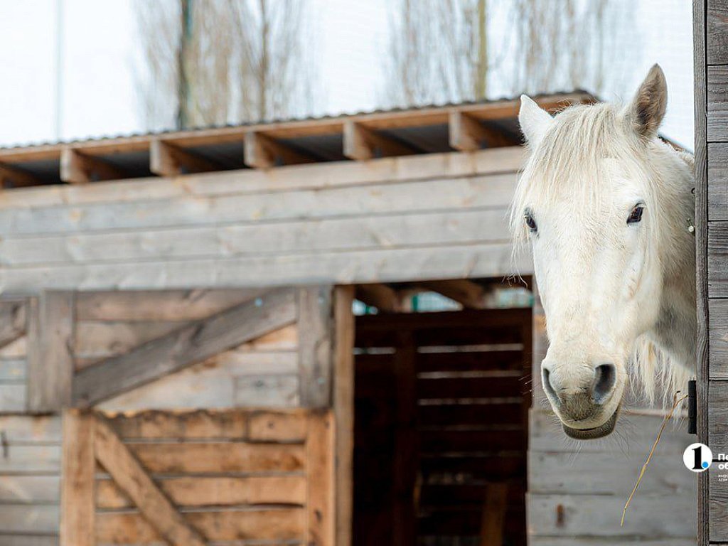 Взвешиваем любовь: сколько стоит содержать лошадь в Челябинске
