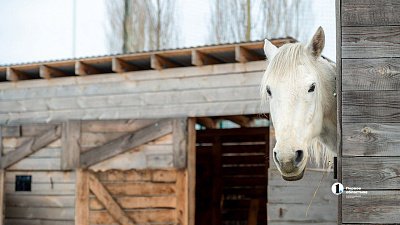 Взвешиваем любовь: сколько стоит содержать лошадь в Челябинске