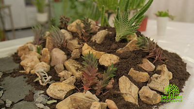 В «Зеленой передаче» обсудили интересные ландшафтные решения