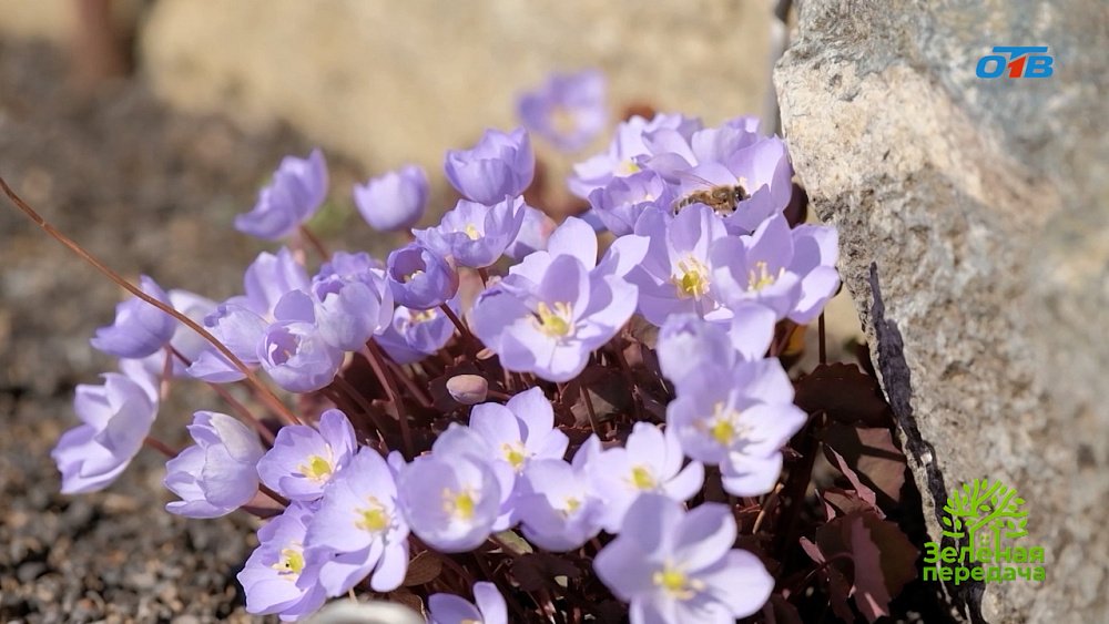 Идеи для стильного сада от ведущих ландшафтных архитекторов