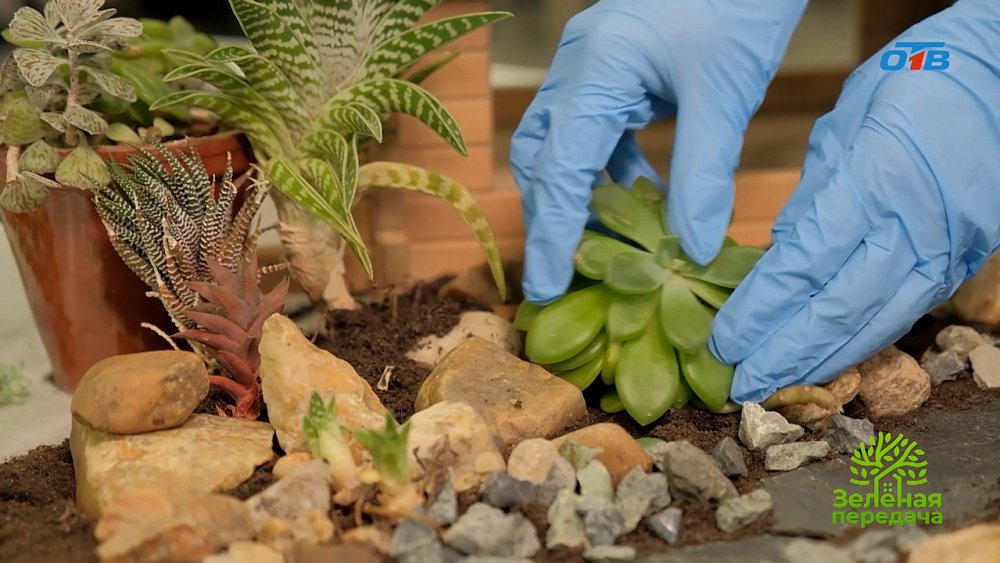 Варианты альпийских горок в саду