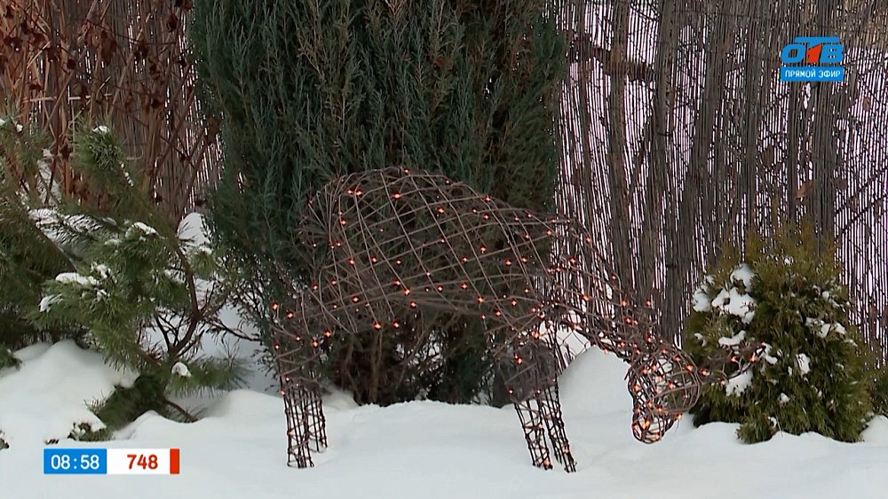 Украшаем деревья в саду новогодними гирляндами в рубрике «Руки садовода»