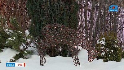 Украшаем деревья в саду новогодними гирляндами в рубрике «Руки садовода»