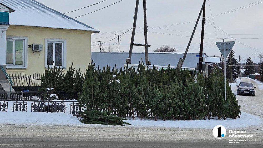 Елочные базары открылись в Челябинской области 11 декабря