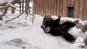 В Челябинском зоопарке росомаха дает уроки танцев