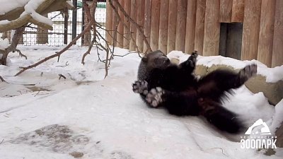 В Челябинском зоопарке росомаха дает уроки танцев