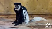 Редкий восточный колобус стал новым обитателем Челябинского зоопарка