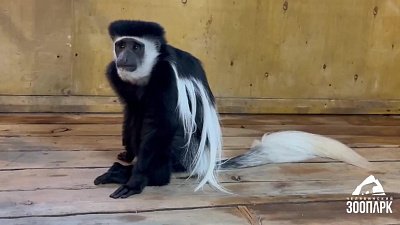 Редкий восточный колобус стал новым обитателем Челябинского зоопарка