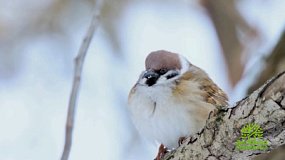 В «Зеленой передаче» расскажут о том, чем полезны для сада птицы