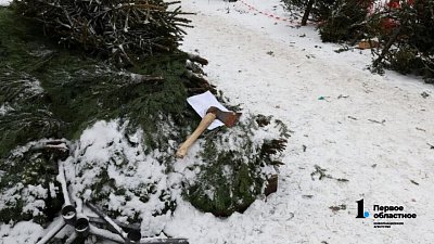 В Челябинской области начали ловить «черных» лесорубов