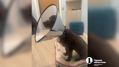 Центр Челябинска терроризирует свора бродячих собак, прошедших «гуманный» отлов