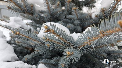 Дома казахстанцев украсят 46 тысяч новогодних елей из Челябинской области