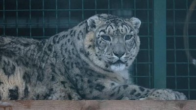 В зоопарк Челябинска снежному барсу привезли новую невесту из Московской области