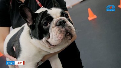 Французские бульдоги в рубрике «Усы, лапы и хвост»