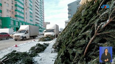 В Челябинске заработали елочные базары