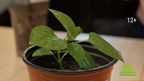 В «Зеленой передаче» расскажут о полезных микроорганизмах