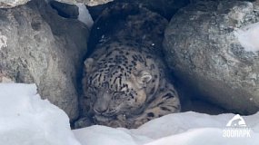 В Челябинском зоопарке появилась новая обитательница